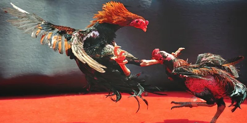 vipvin c1 gà chọi