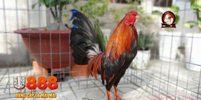 vipvin game máy bay nổ hũ
